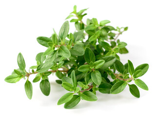 fresh thyme herb isolated on the white background