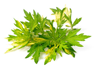 fresh Variegated Mugwort herb isolated on the white background