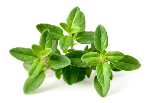 fresh thyme herb isolated on the white background