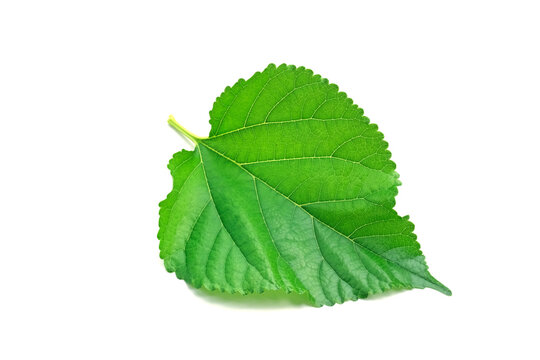 Mulberry green leaf isolated on white