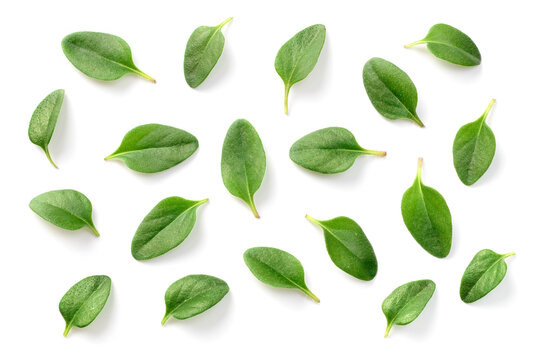 fresh thyme leaves isolated on the white background