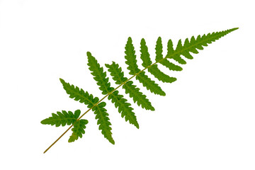 A sprig of green suplir leaf on a white background