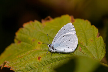 Schmetterling in der Natur 
butterfly in nature papillon dans la nature
