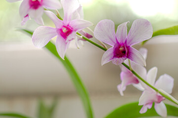 A sprig of Dendrobium orchid has a nobile type with purple and white flowers