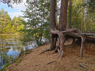 Open roots of pine trees growing on the shore of a forest lake on a sunny, warm autumn day.