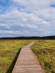 An observation deck on a wooden deck over a swamp with yellow grass, against a beautiful sky with clouds.