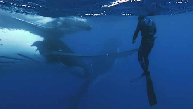 Scuba diver hovers close to Humpback Whales, touches fin, gives hang loose sign.