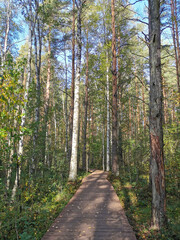 Wooden flooring in the forest, above a swampy area, between tall pines and birches.
