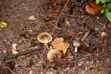 mushrooms in the forest