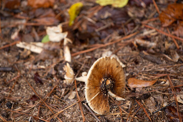 brown mushroom on the ground