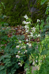 秋に咲く白い松風草（Boenninghausenia Reichenbach ex Meisner）／日本神奈川県足柄上郡