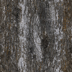 Fototapeta premium Walnut bark on closer inspection. The texture of the bark of an old, moss-covered tree. Textured background made of old bark of a large tree. 3D-rendering.