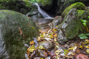 Foliage in yellow and river