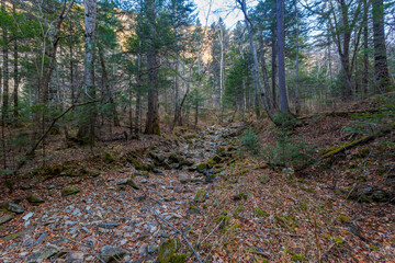 Autumn forest in the Primorsky Territory. The steep slope of the mountain, overgrown with conifers.