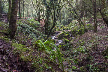 Forest with river in green color