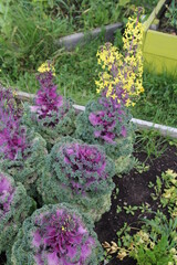 The Autumn Garden, Jasper National Park, Alberta