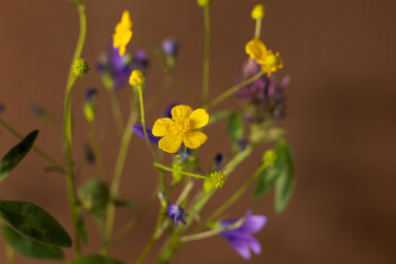 Bouquet of wild flowers on brown background, healing plant collection, still life composition