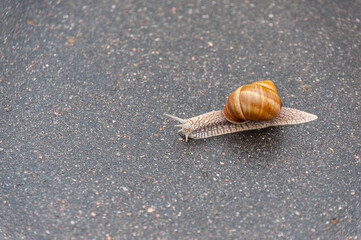 A snail with a shell on its back crawls along the sidewalk covered with asphalt