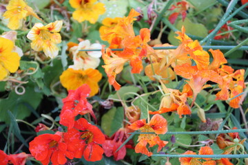 September Flowers In The Garden, Jasper National Park, Alberta