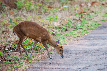 Indian Muntjac Deer stalking along a road eating the green grass, Bandhavgarh, India