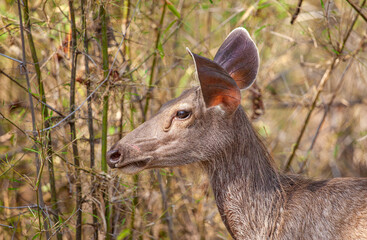 Female Sambar Deer on alert for tigers in the forest in Bandhavgarh National Park, India