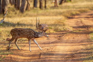 Spotted deer grazing on the forest floor looking out for Tigers in Bandhavgarh, India