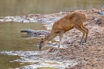 Indian Muntjac Deer stalking along a road eating the green grass, Bandhavgarh, India