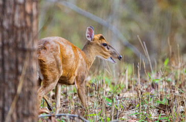 Indian Muntjac Deer stalking along a road eating the green grass, Bandhavgarh, India