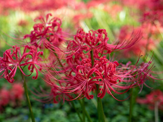 島根県吉賀町　ひがん花の里　彼岸花の群生