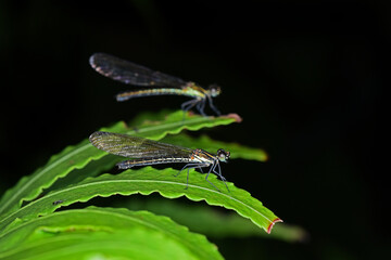 Heliochypha fenestrata female in the night