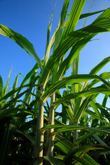 Sugarcane plants growing at field