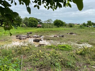 Many buffaloes happily lay in the muddy soil in the middle of the grassland.