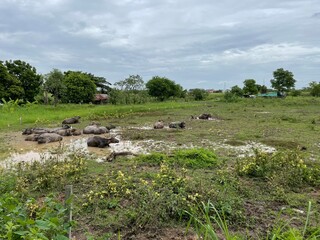 Many buffaloes happily lay in the muddy soil in the middle of the grassland.