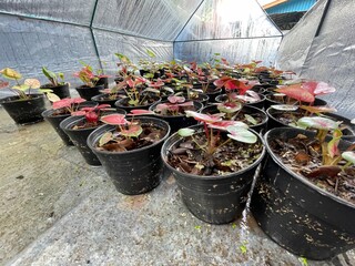 The nursery of bon trees to grow and be strong to be planted in different places.