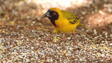 Southern masked weaver (Ploceus velatus) in a backyard in Pretoria, South Africa