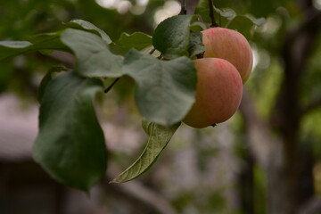apples on a branch