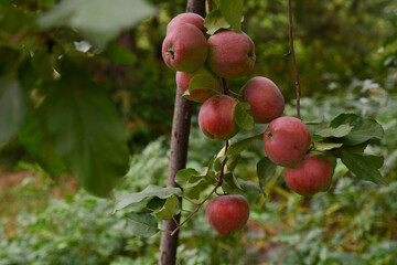 apples on a branch