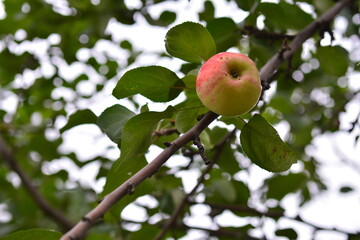 apple on a branch