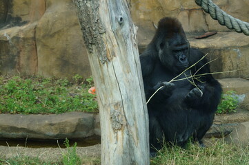Close-up of a monkey - black gorilla