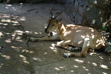 Close-up of a mountain goat lying on stones