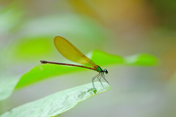 Vestalis luctuosa female