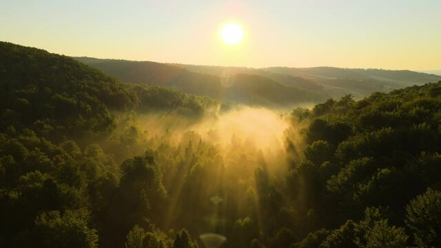 Vibrant foggy evening over dark forest trees at bright summer sunset. Amazingl scenery of wild woodland at dusk.