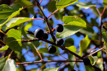 olives on the tree