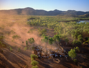 Mustering beef cattle in the far north of Queensland, Australia.