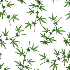 vector seamless pattern with drawing cannabis plant , Cannabis sativa at white background, hand drawn illustration