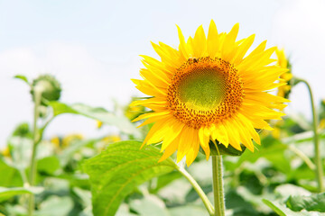sunflower on a field