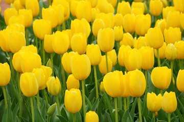 field of tulips