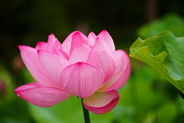 pink lotus flower
