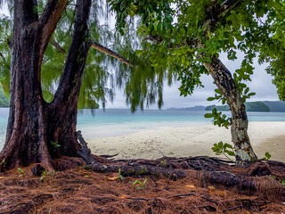 Old Tropical Tree with beach view