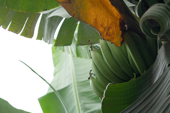 Banana plant with its fruit. Herbaceous. Musaseae. Copy space